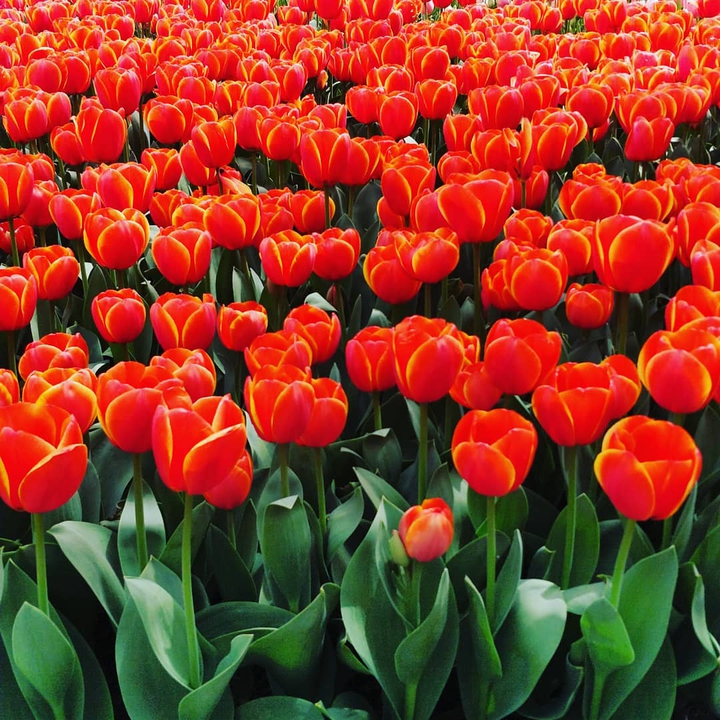 Tangy Orangy Tulips