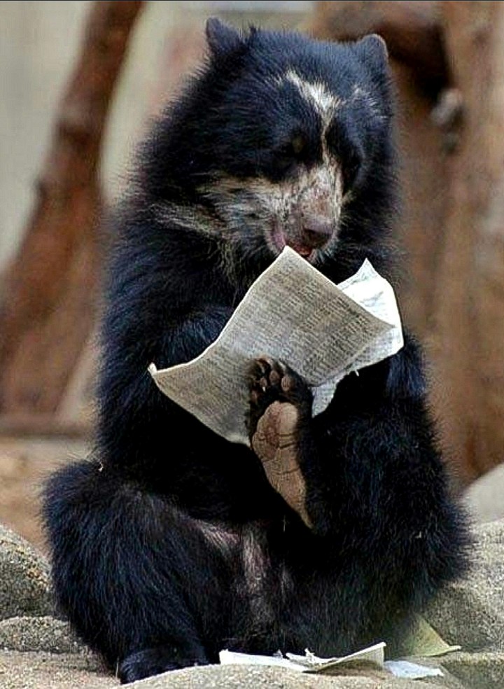 Looking for the Bear's Score