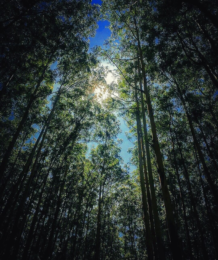 kerala forest