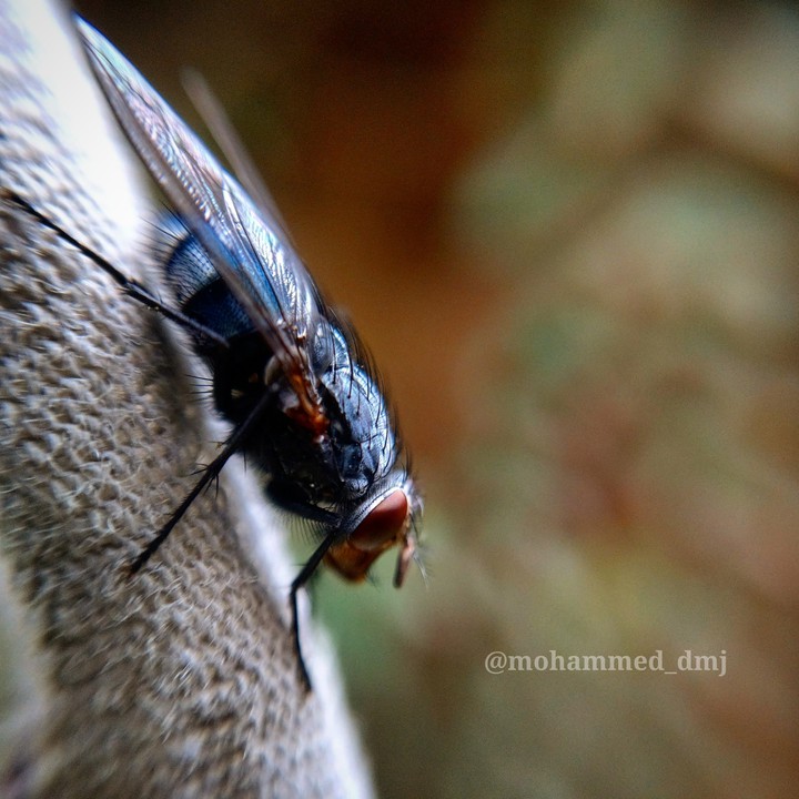 The fly from the side
