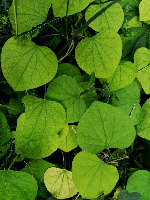 leaf