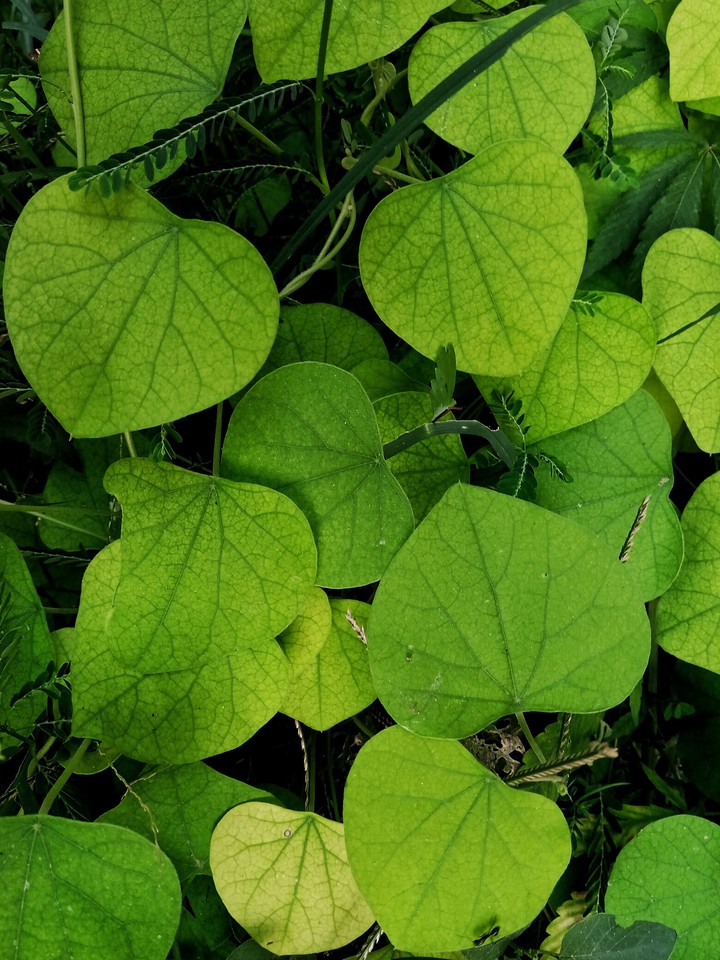 leaf