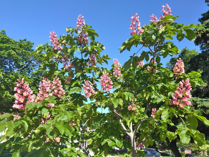 spring flower