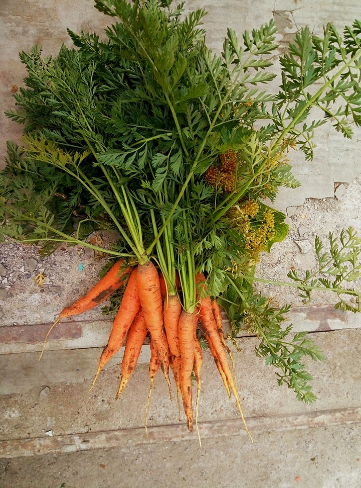 carrot