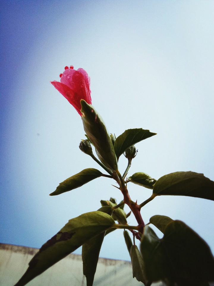 flower