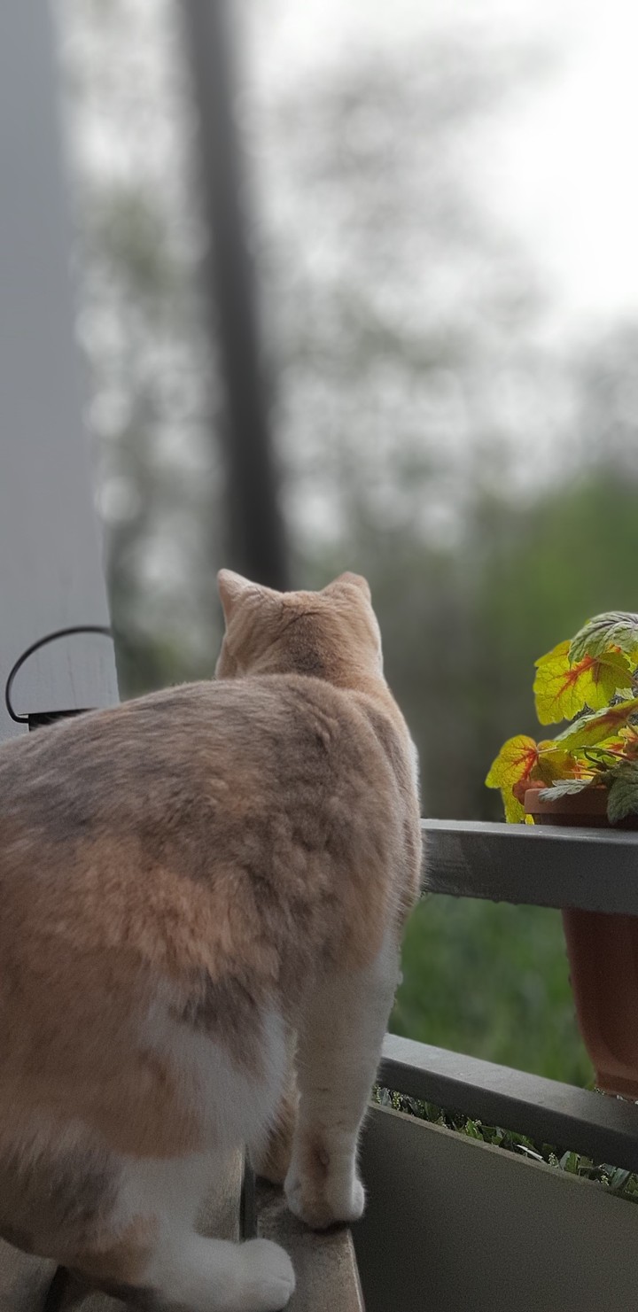 Katze