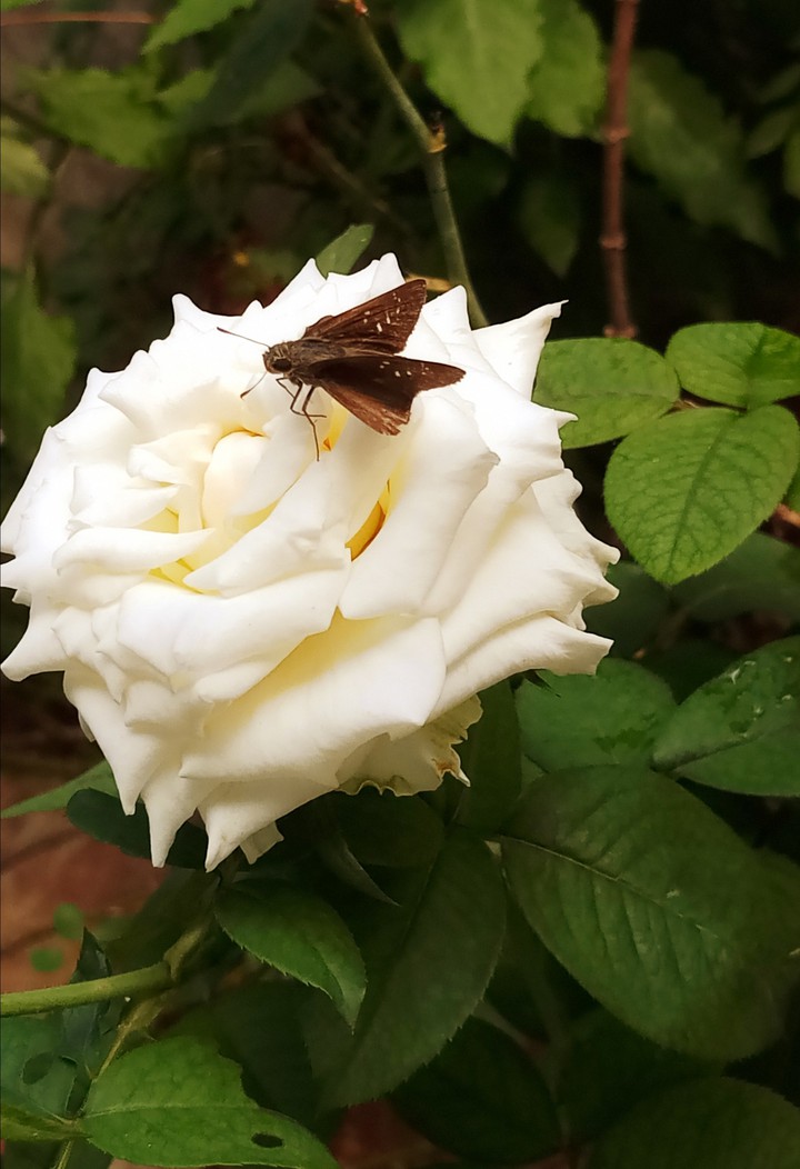 rose