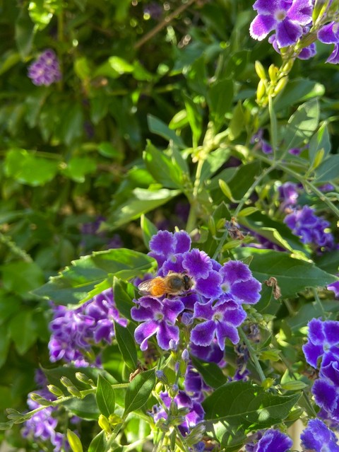 fondos de pantalla plant, flower