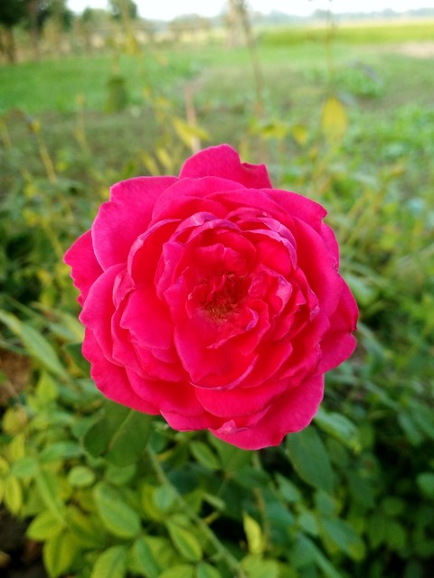 Amazing rose