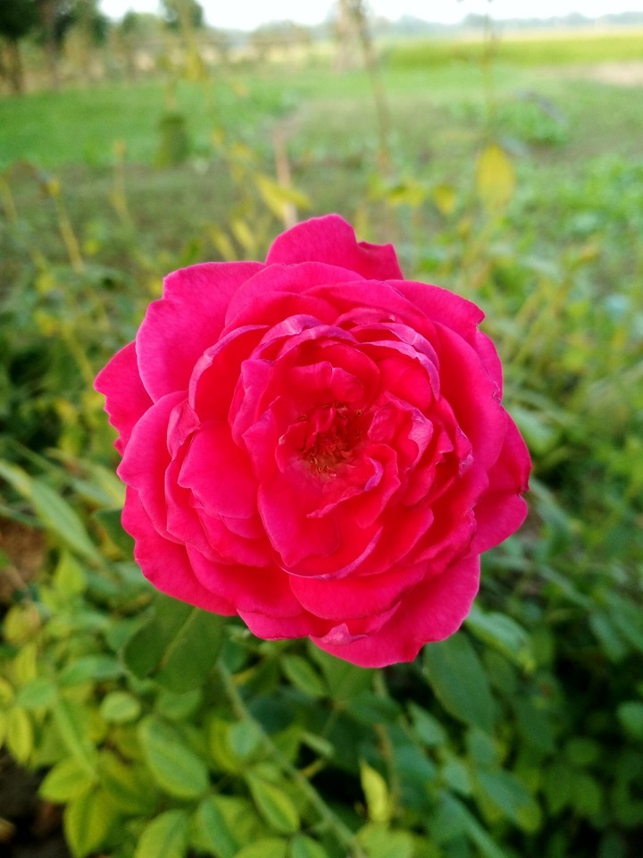Amazing rose