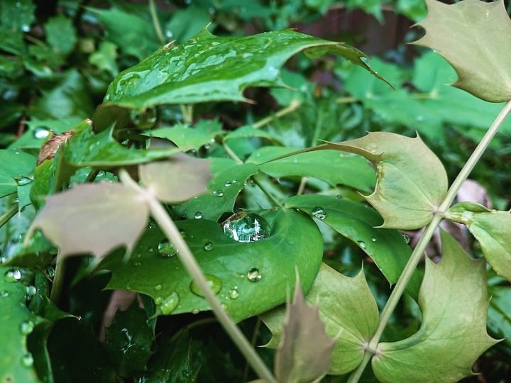 rain