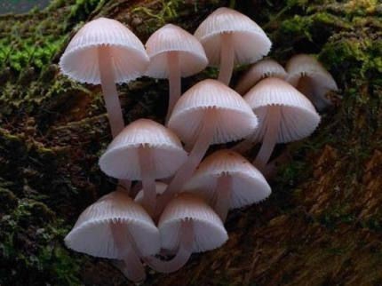 蕈菇