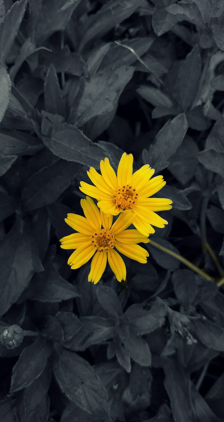 Couple Flower