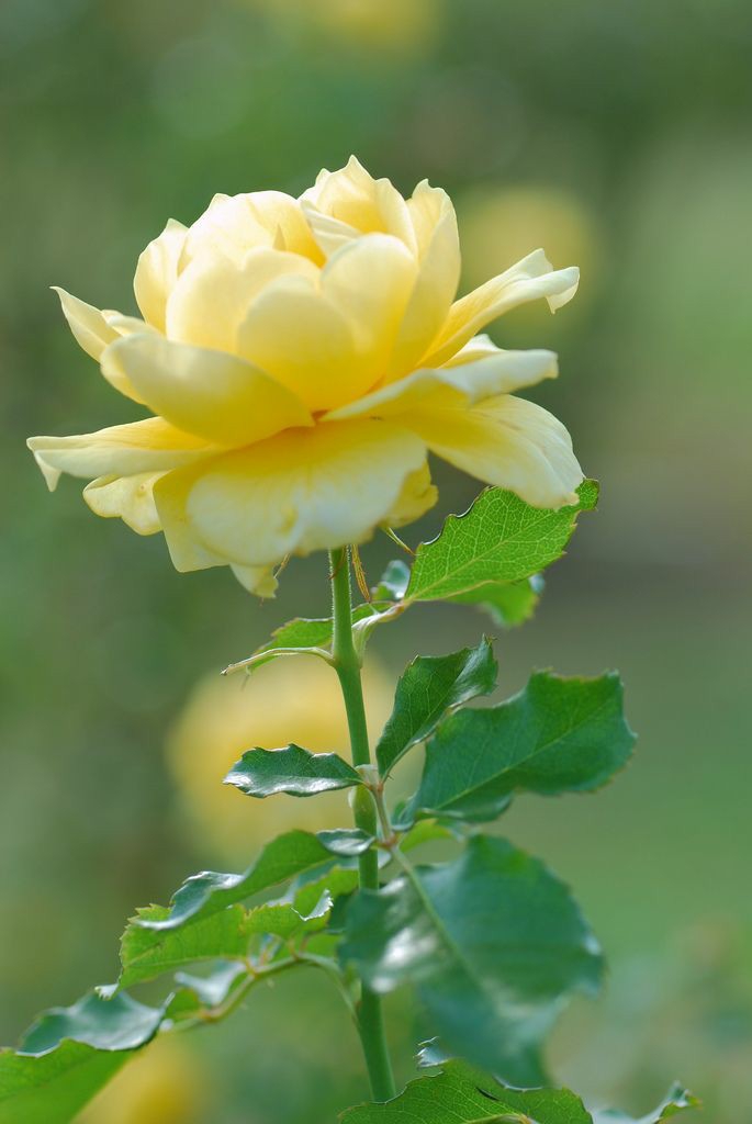 rose