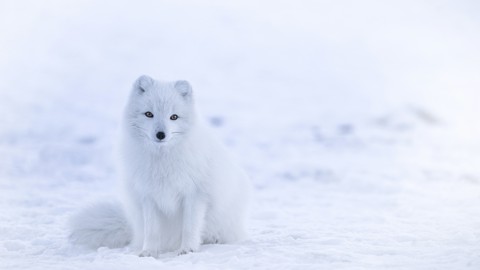 Cute arctic fox ^~^ ❤