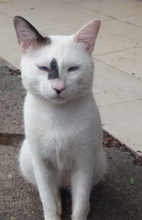 Gato Thor