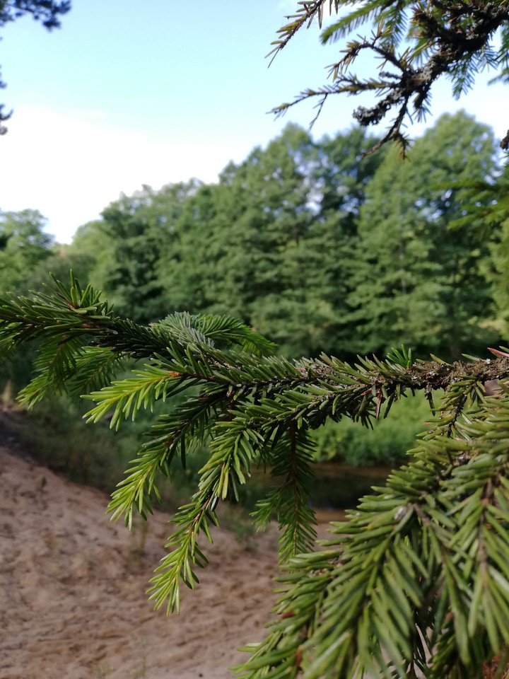 tree