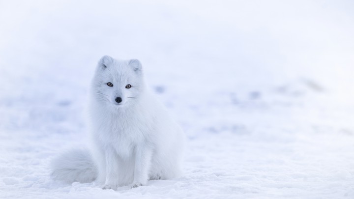 Cute arctic fox ^~^ ❤