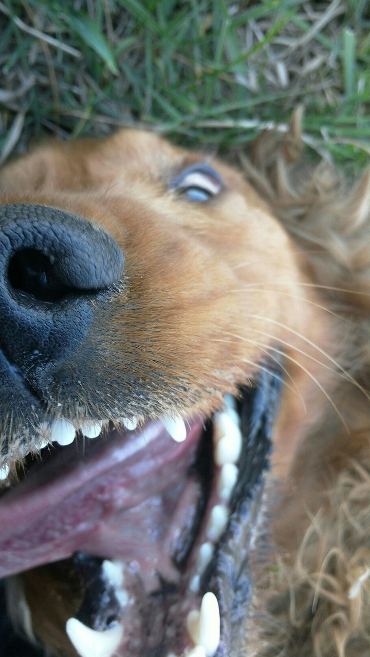 dog