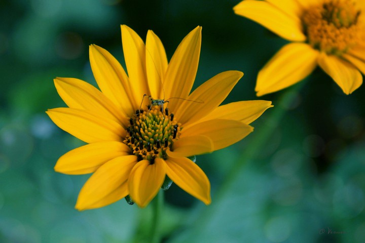O.V.❀