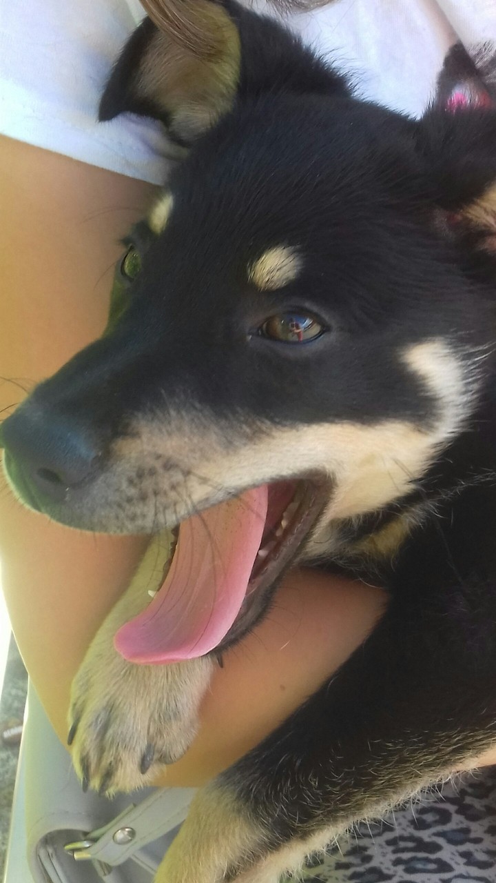 Dogi