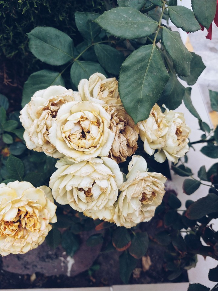 rosas marchitas