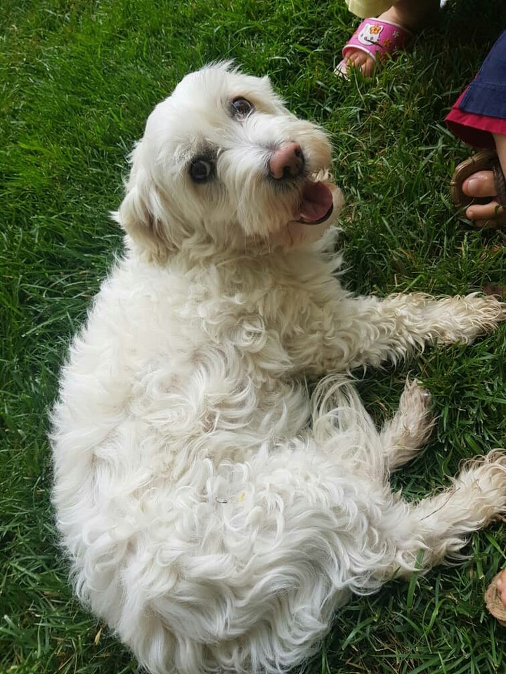 Benji
