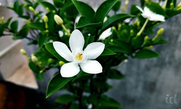 nature
