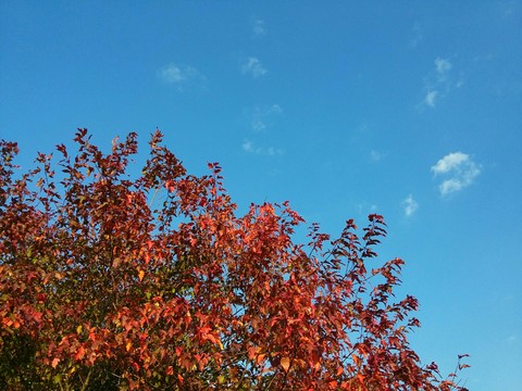 Fall