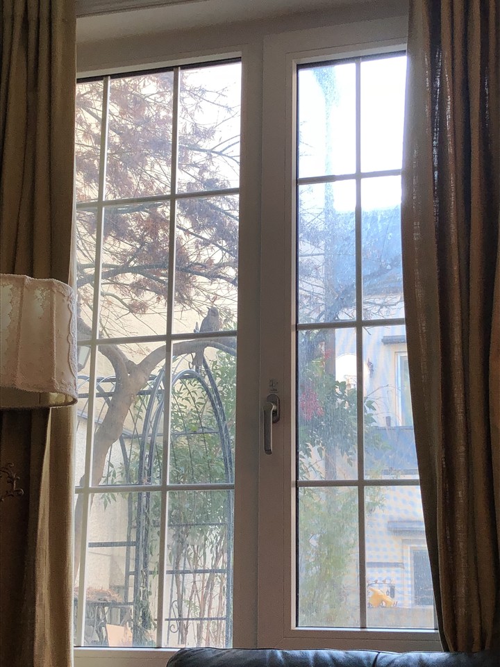 window and garden