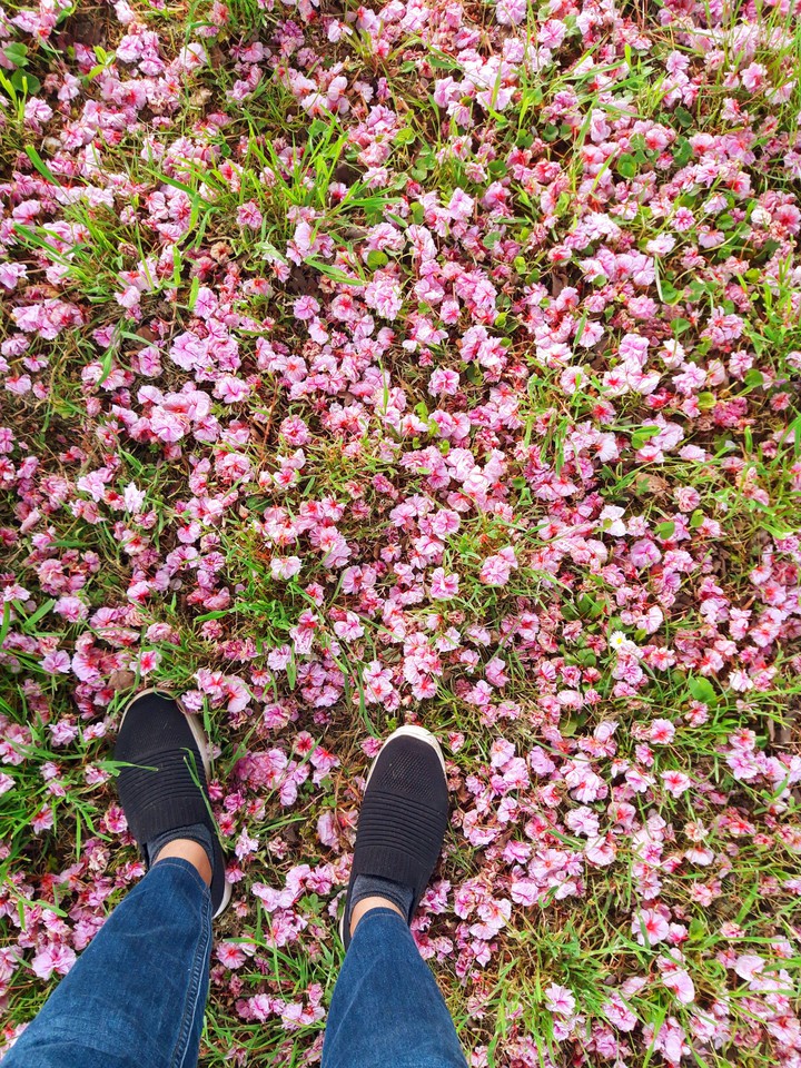 Spring flowers