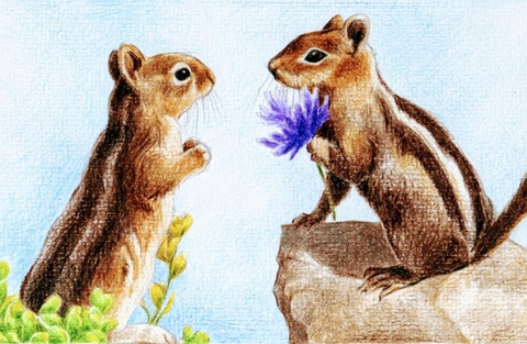 tapety Squirrel, rodent