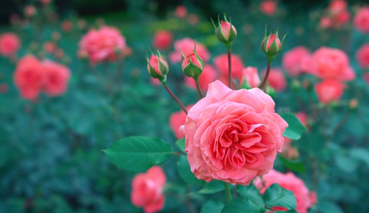 roses