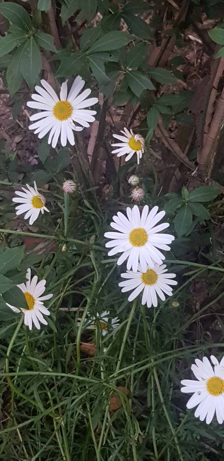autumn flower seoul