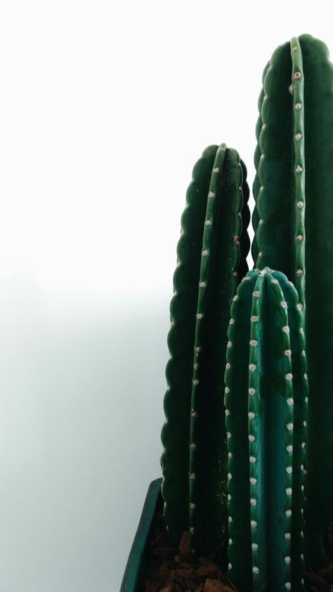 plants / cactus || растения / кактус