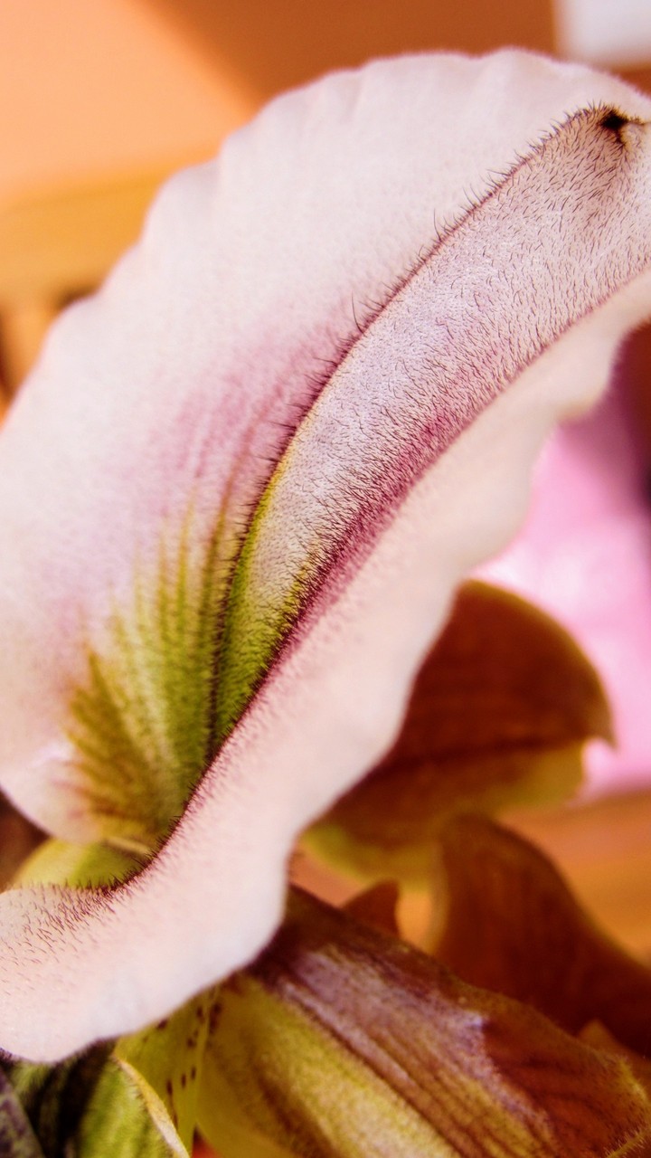 orquídea