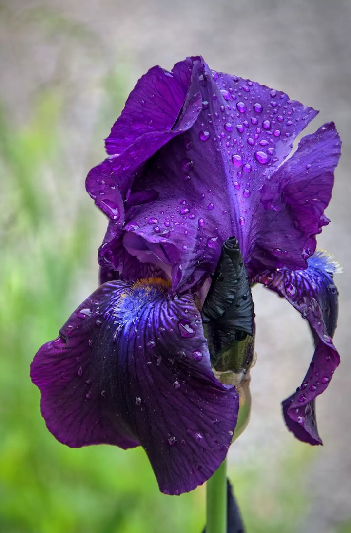 Iris.. kosatec
