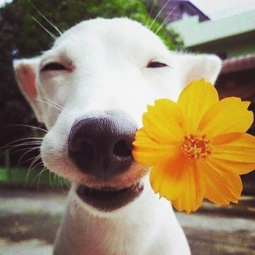 the dog this smile