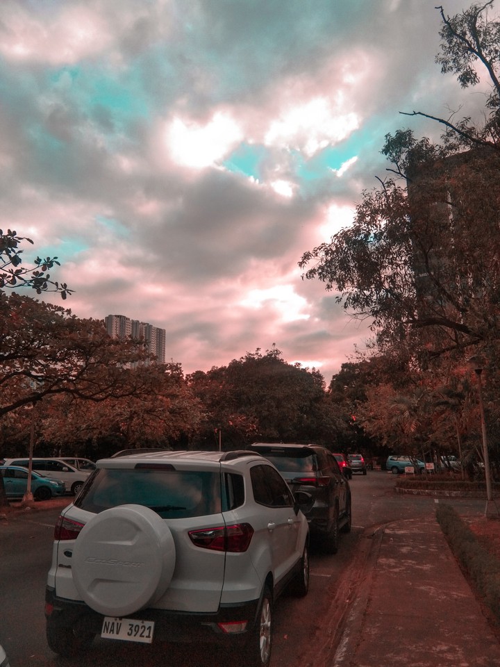 trees