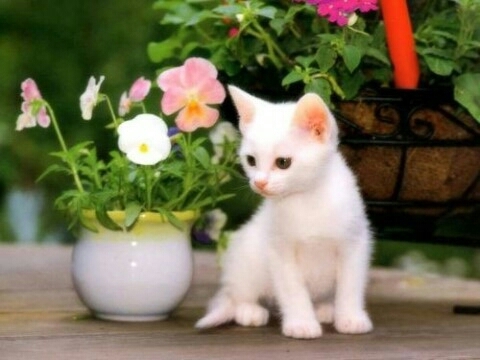 flower&white cat