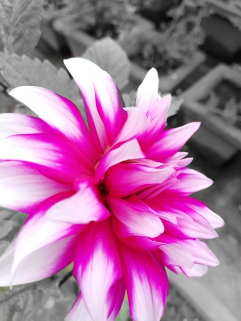 plant, flower háttérképek