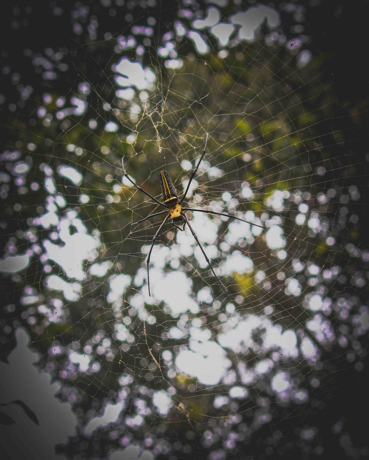 spider