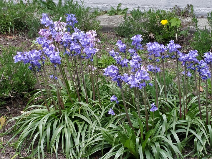 Blue splendor