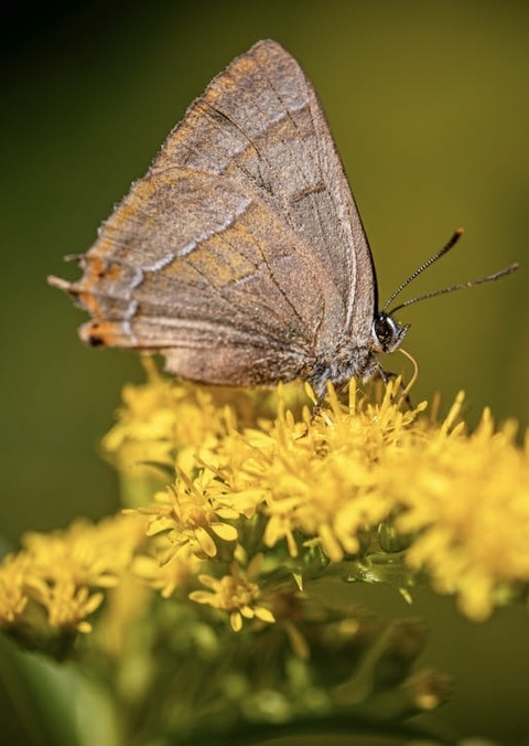 обои butterfly, lepidoptera