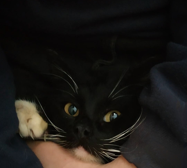 Kot