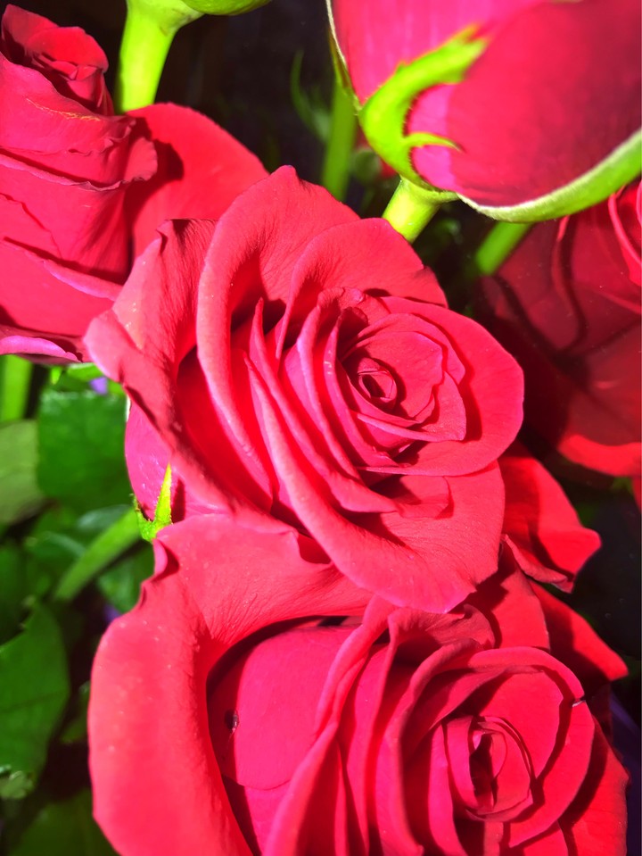 rose