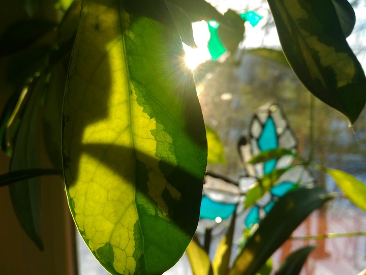 nature
