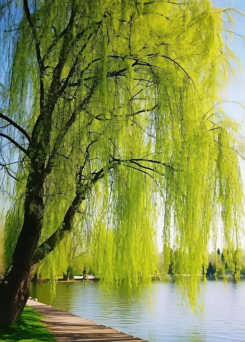 тапети willow, watercourse