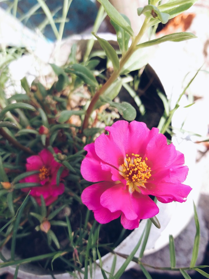 bloomed