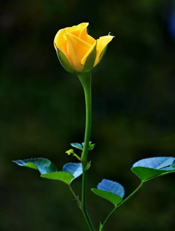 yellow flowers